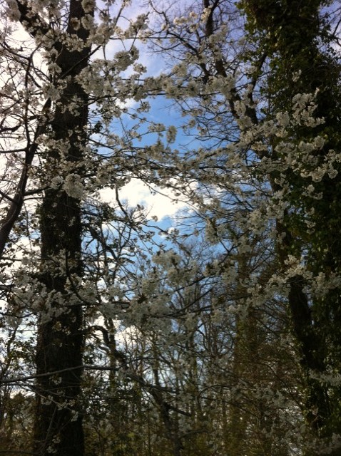 fleurs blanches arbre